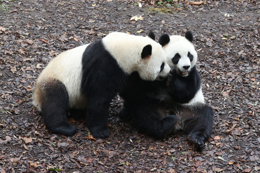 Belgian zoo visitors bid fond farewell to panda trio - World ...