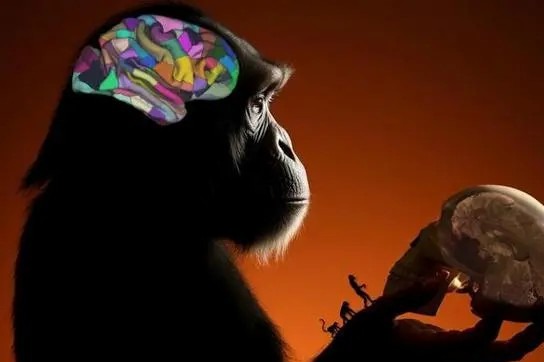 Scientists develop most refined chimpanzee brain atlas - Chinadaily.com.cn