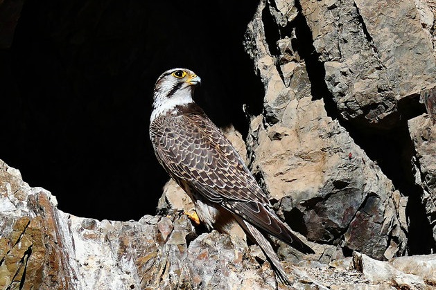Endangered saker falcon spotted in Xinjiang's Barluk Mountains