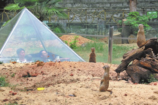 Visitors answer call of the wild at Hongshan forest zoo