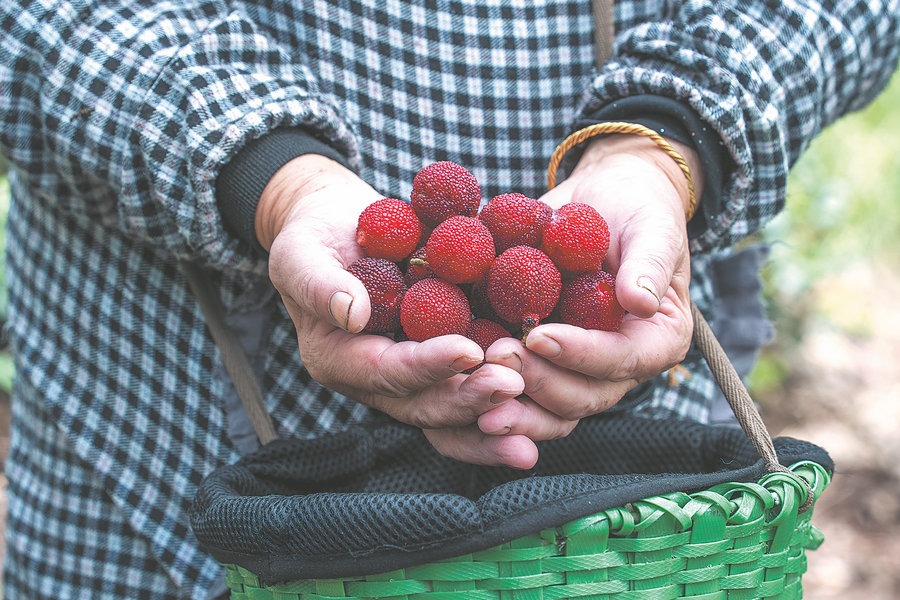 Chinese calendar enters a berry special time
