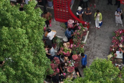 Pure appreciation stems from Suzhou's lotus markets