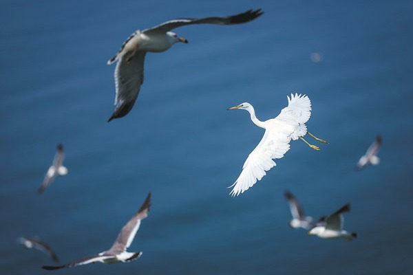 Birders in a flap of excitement over UNESCO decision