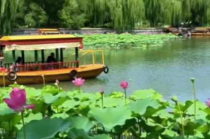 Foreign photographers capture Beijing's lotus blooms at Beihai Park