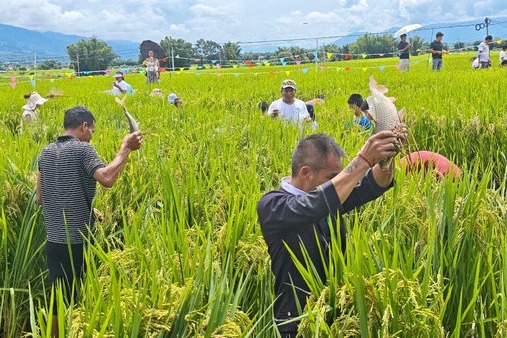 Yunnan's rice fields become stages for culture and discovery