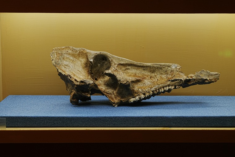 Exhibition highlights pioneer's work on human origins