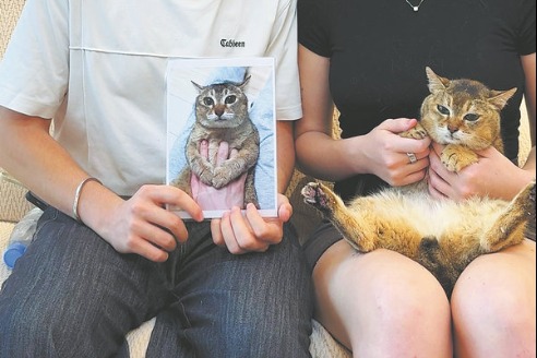Indifferent cat becomes Guangzhou ambassador