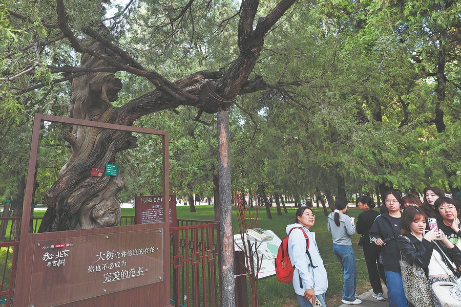 Beijing's ancient trees offer lasting lessons from the past