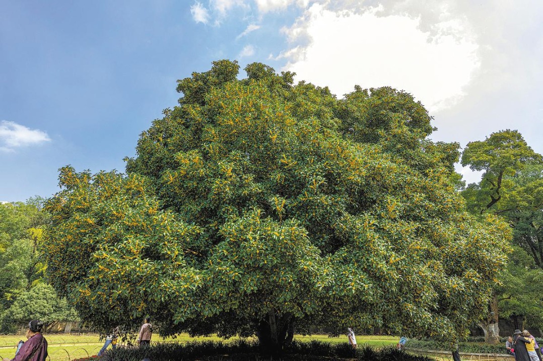 In Nanjing, Autumn Arrives With the Scent of Osmanthus