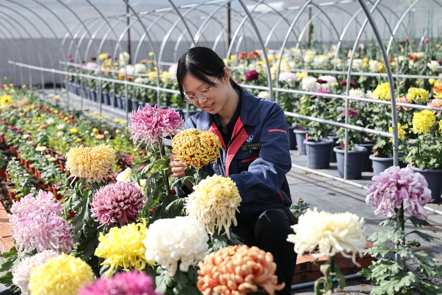 Beihai Park prepares for autumn chrysanthemum show