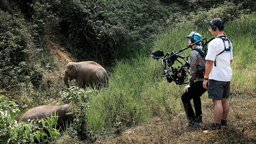 IMAX's latest documentary highlights China's Asian elephants