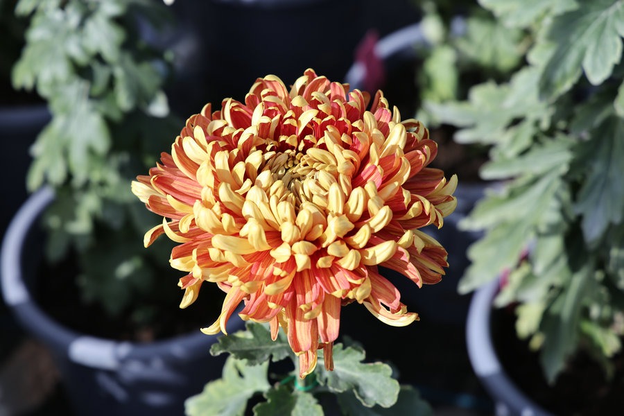 Beijing falls for chrysanthemums in autumn