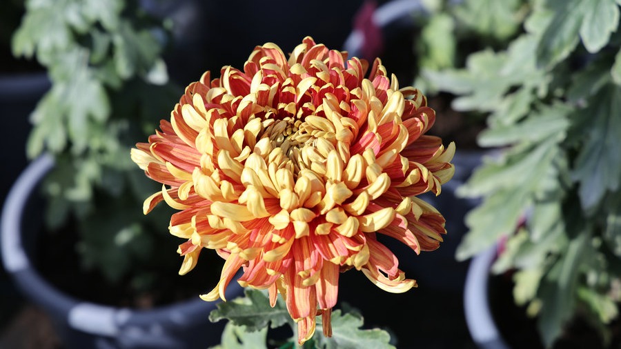 Beijing falls for chrysanthemums in autumn