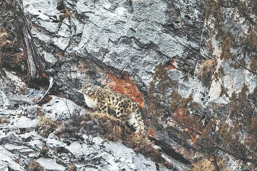 A herder's lens brings elusive snow leopards closer to the world